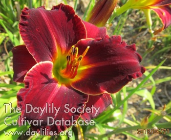 Daylily Illini Maiden